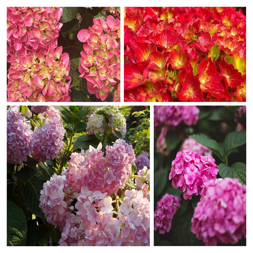 Sada 4 ks - Zahradní hortenzie v nádobách o objemu 2L