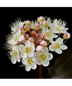 Kalina obecná 'Red Baron' květináč, P9/C1