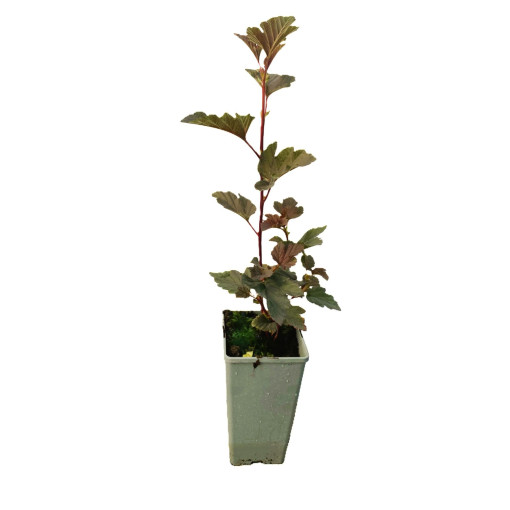 Kalina obecná 'Red Baron' květináč, P9/C1