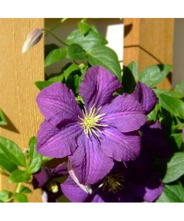 Clematis 'Etoile Violette' 4L květináč