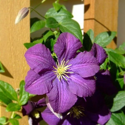 Clematis 'Etoile Violette' 4L květináč