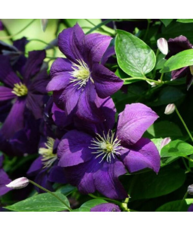 Clematis 'Etoile Violette' 4L květináč