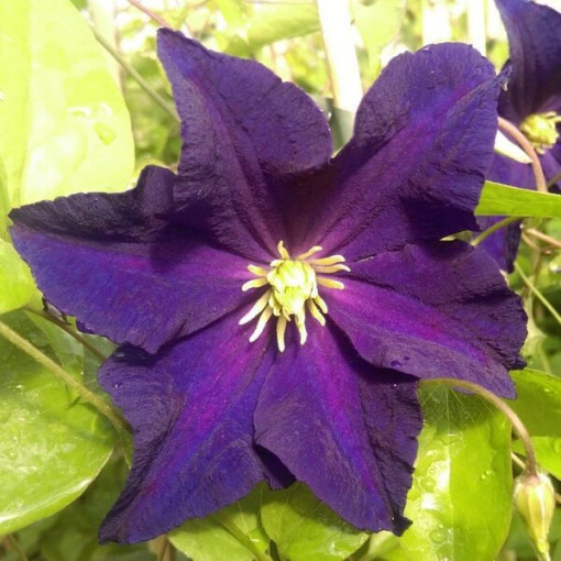 Clematis 'Etoile Violette' 4L květináč