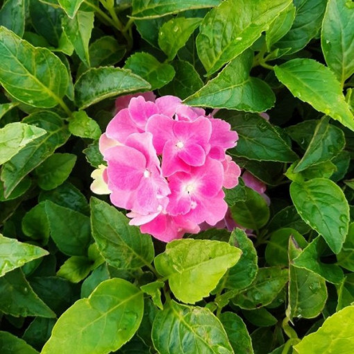 Sada 4 ks - Zahradní hortenzie v nádobách o objemu 2L