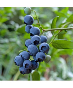 Americká borůvka Brigitta v květináči, 2L