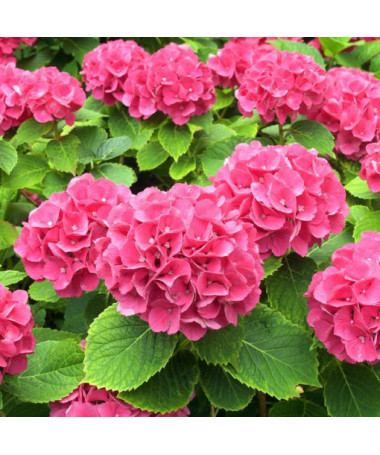 Zahradní hortenzie Alpengluhen v květináči, 2L