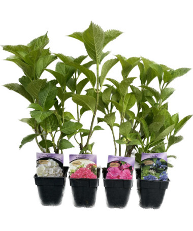 Hortenzie zahradní Soeur Therese, 2L květináč