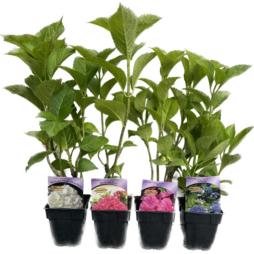 Hortenzie zahradní Soeur Therese, 2L květináč