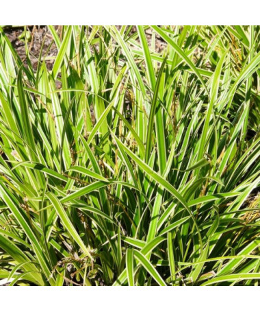 Ostřice Morrowova 'Ice Dance', P9/C1