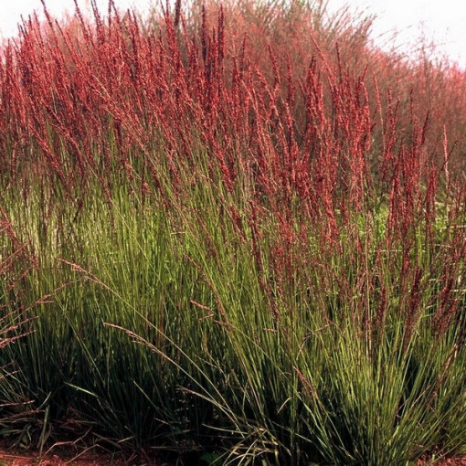 Modrá kostřava 'Moorhexe', P9/C1