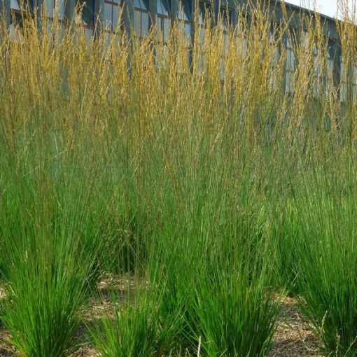 Modrá kostřava 'Heidebraut' P9/C1