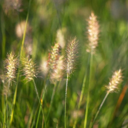 Japonské pennisetum 'Little Bunny' P9/C1