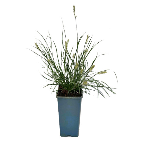 Japonské pennisetum 'Little Bunny' P9/C1