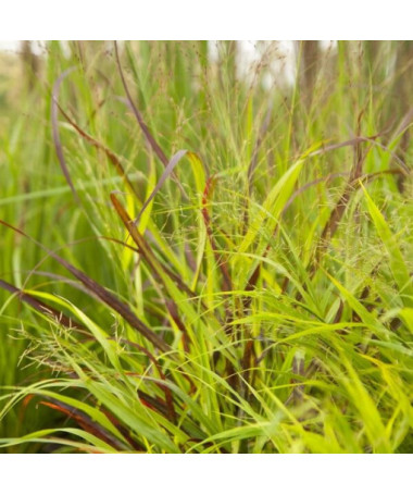 Růžkový proso 'Shenandoah' P9/C1