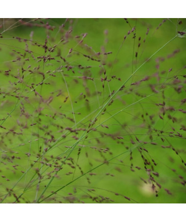 Růžkový proso 'Shenandoah' P9/C1