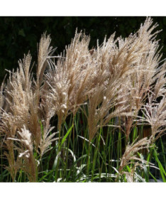 Čínský miscanthus 'Maleparthus' P9/C1