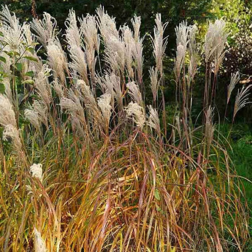 Čínský miscanthus 'Maleparthus' P9/C1