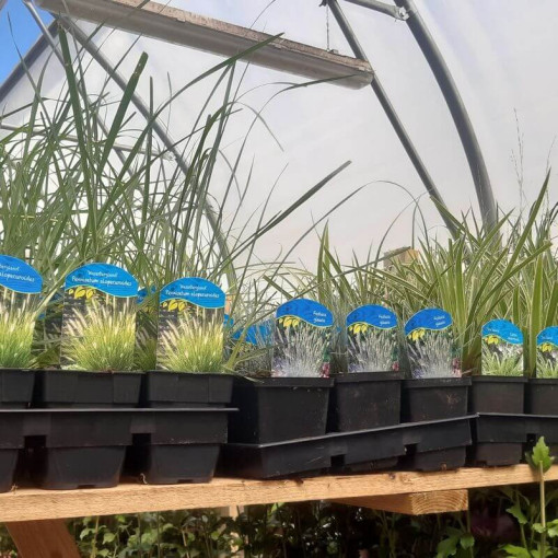 Čínský miscanthus 'Maleparthus' P9/C1