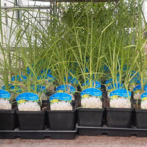 Čínský miscanthus 'Maleparthus' P9/C1