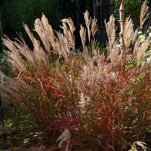 Čínská miscanthus 'Ferner Osten' P9/C1