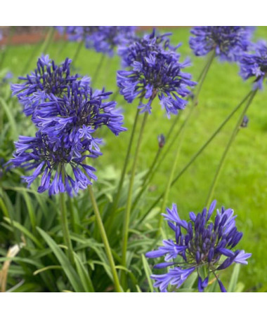 Modrý Agapant (Agapanthus Africanus) sazenice v 2L květináči