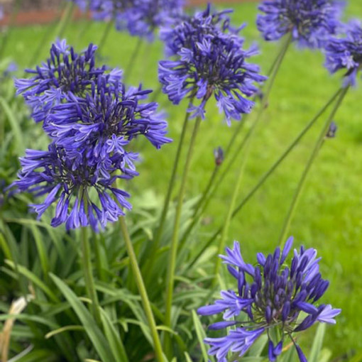 Modrý Agapant (Agapanthus Africanus) sazenice v 2L květináči