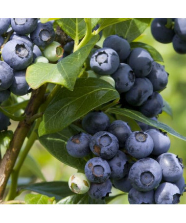 Borůvka Americká Spartan, 2L