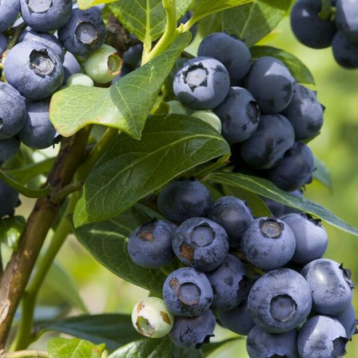 Borůvka Americká Spartan, 2L