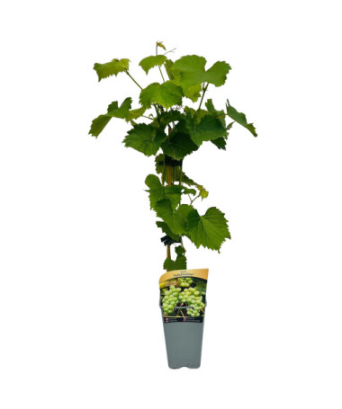 Réva Adalmiina, velikost nádoby 2L