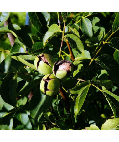 Vlašský ořech, 2L květináč