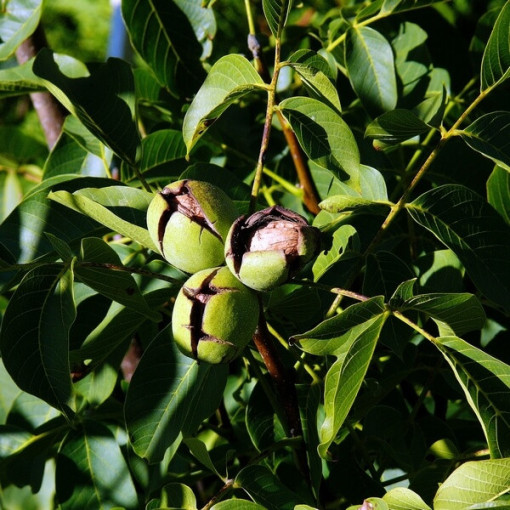 Vlašský ořech, 2L květináč