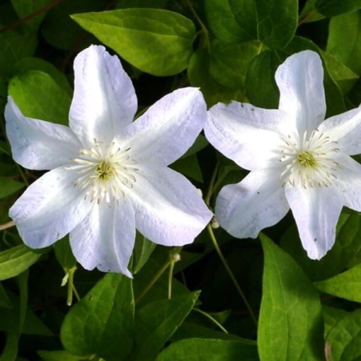 Clematis Yukikomachi (velkokvětý) 4L kontejner