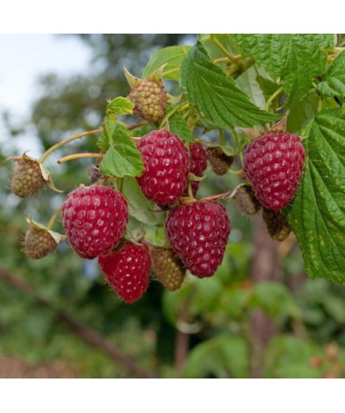 Červená malina 'Zewa' v 2L květináči.