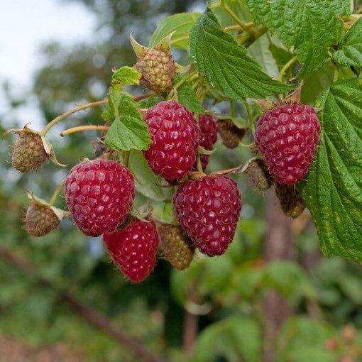 Červená malina 'Zewa' v 2L květináči.