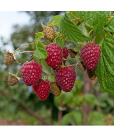 Červená malina 'Zewa' v 2L květináči.