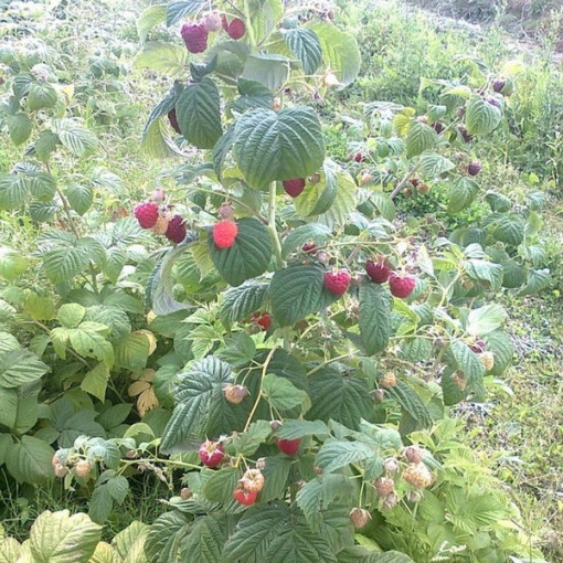 Červená malina 'Zewa' v 2L květináči.