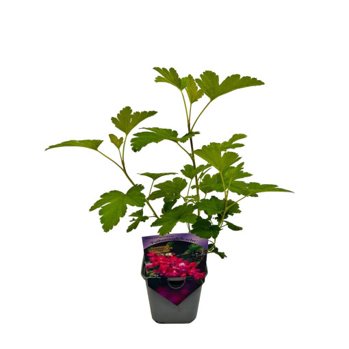 Červená rybíz 'Pulborough Scarlet' P9/C1