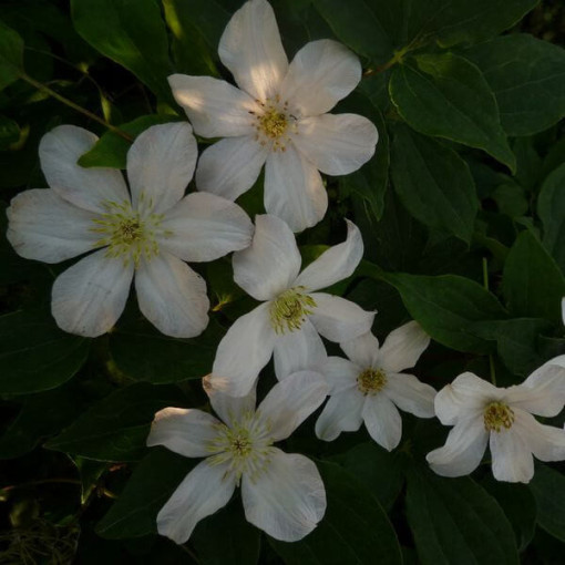 Clematis velkokvětý 'Huldine' P9/C1