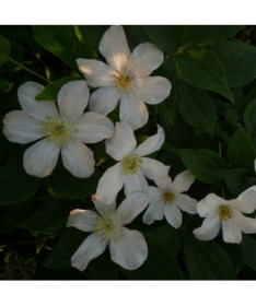 Clematis velkokvětý 'Huldine' P9/C1
