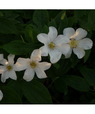 Clematis velkokvětý 'Huldine' P9/C1