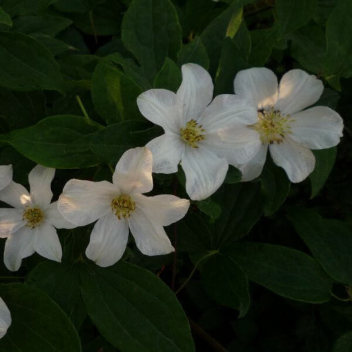 Clematis velkokvětý 'Huldine' P9/C1