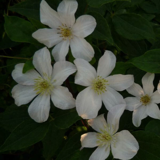 Clematis velkokvětý 'Huldine' P9/C1