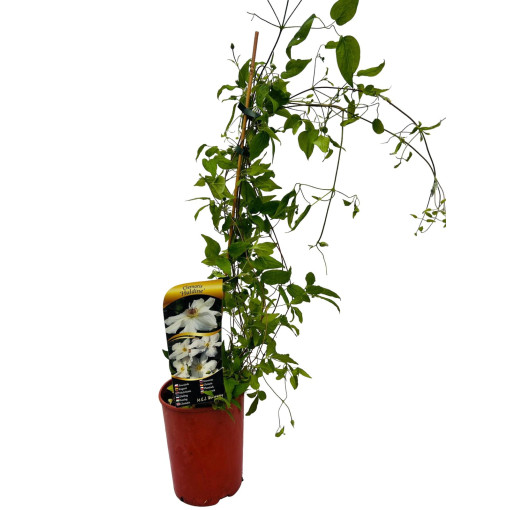 Clematis velkokvětý 'Huldine' P9/C1