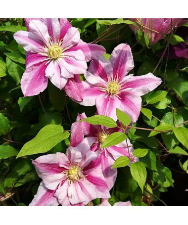 Clematis velkokvětý Patricia Ann Fretwell 'Pafar' 4L květináč