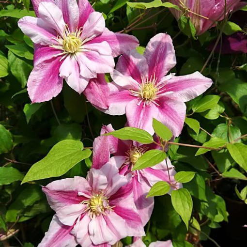 Clematis velkokvětý Patricia Ann Fretwell 'Pafar' 4L květináč