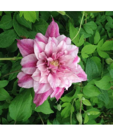 Clematis velkokvětý Patricia Ann Fretwell 'Pafar' P9/C1