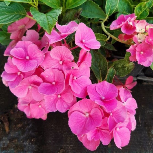 Okrasná hortenzie 'Pia' květináč, 2L