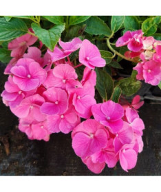 Okrasná hortenzie 'Pia' květináč, 2L