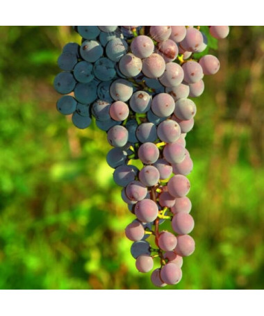 Bezrůstková réva Canadice, nádoba 2L