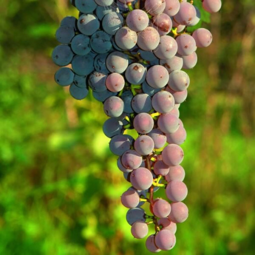 Bezrůstková réva Canadice, nádoba 2L